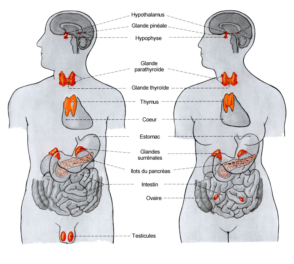 2018 Syst endocrinien full 1