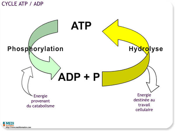 2018 atp 3