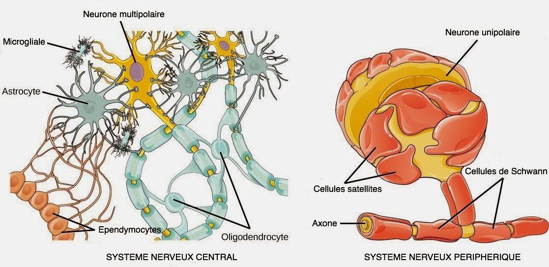 2018 cellules gliales névroglie 2