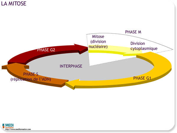 2018 cycle cell