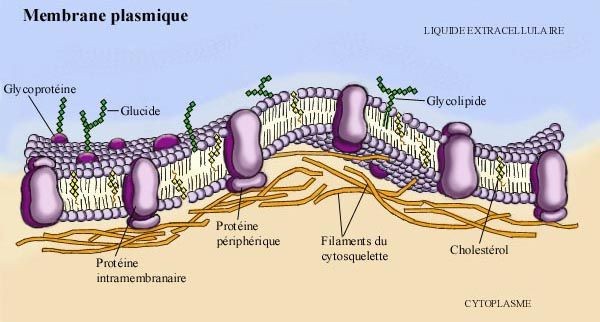 2018 membrane plasmatique