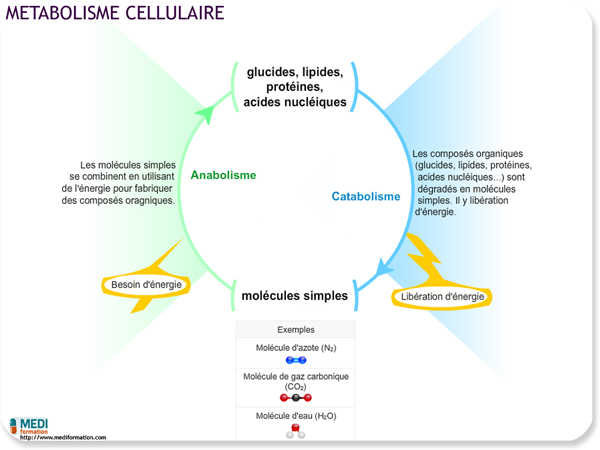 2018 metabolisme cellulaire