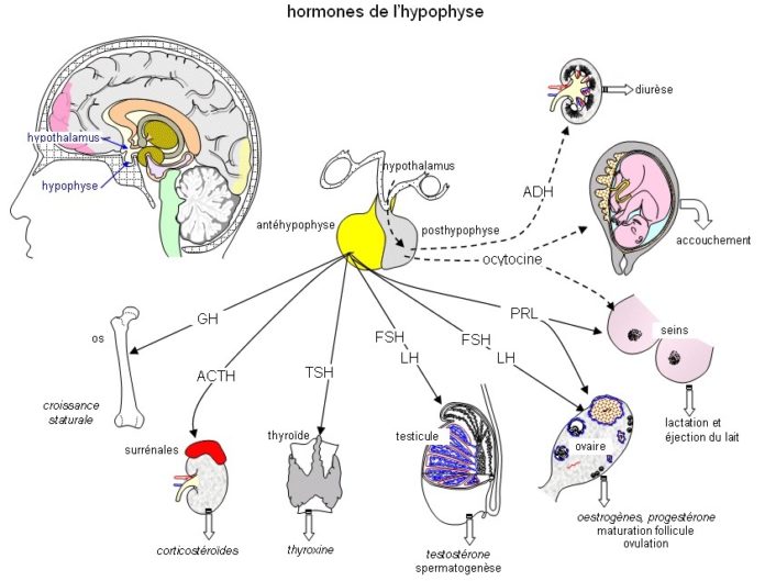 2018 perturbateurs endocriniens 696x529