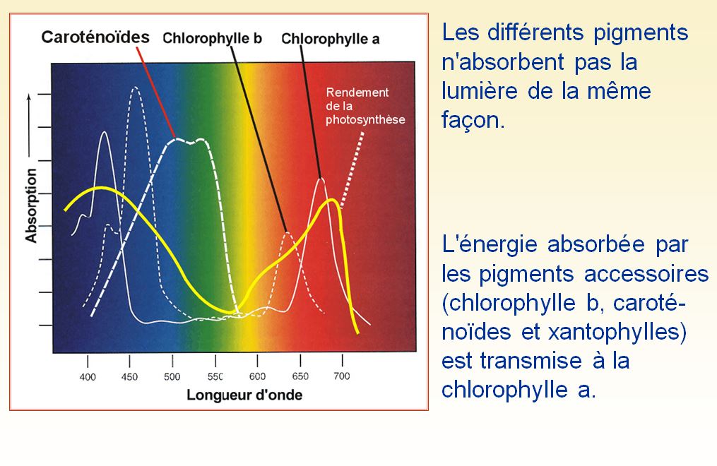 Bio Web La Photosynthese