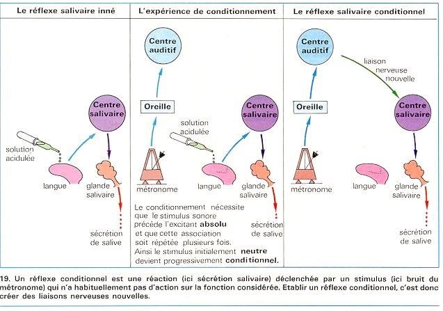 2018 reflexes condi pavlov2