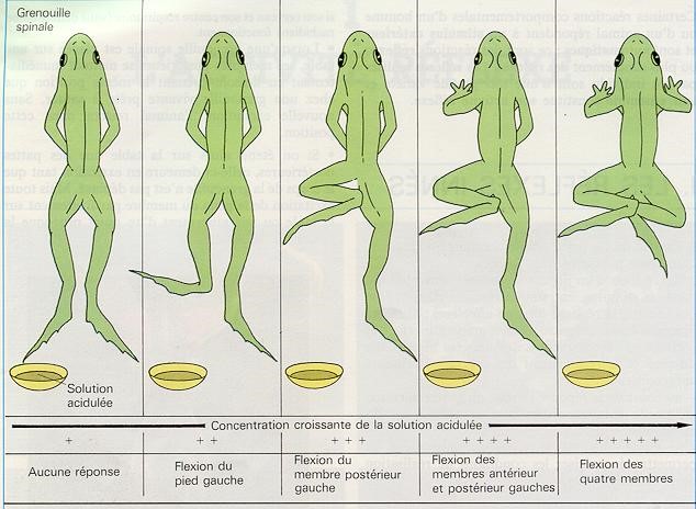 2018 reflexes innes grenouille