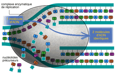 RéplicationdelADN