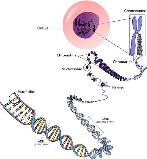 adn chromosome