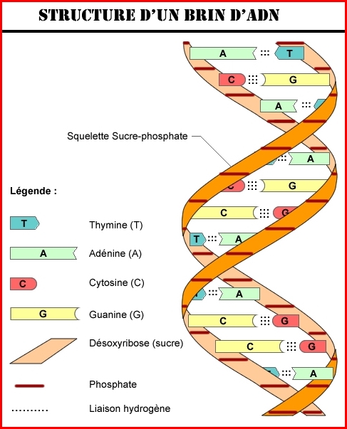 adn