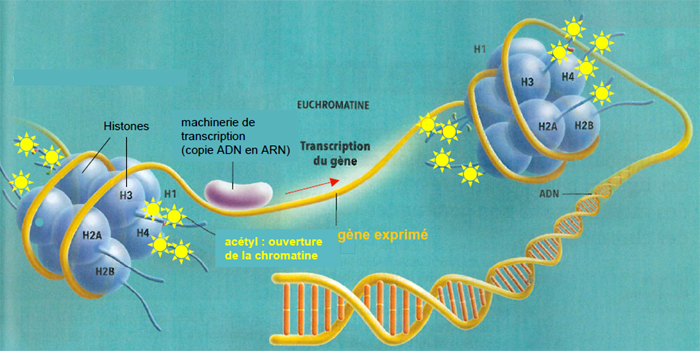 adn5