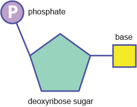 biobook biomol 26