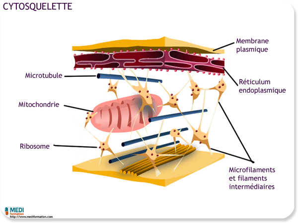 biologie cytosquelette