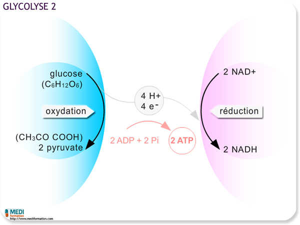 biologie glycolyse2