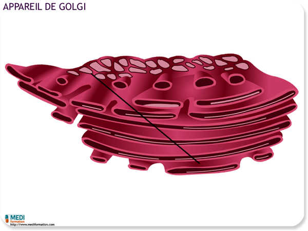 biologie golgi