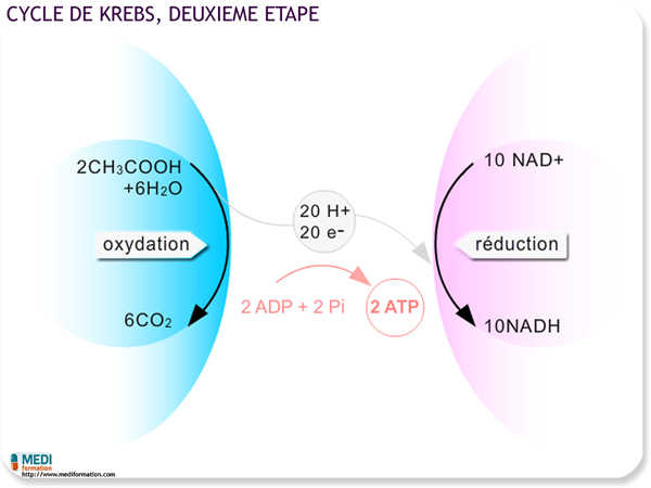 biologie krebscomplet2