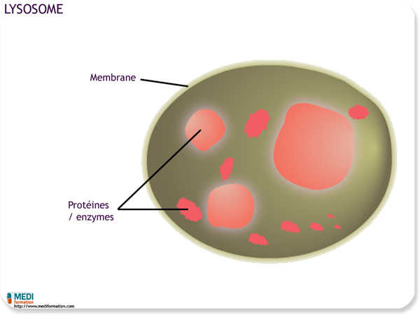 biologie lysosome