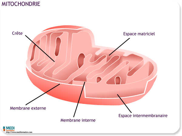 biologie mitochondrie