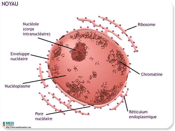 biologie noyau