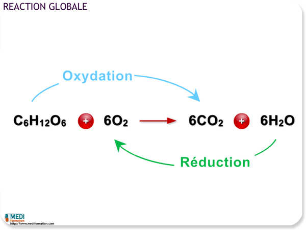 biologie reactionglobale