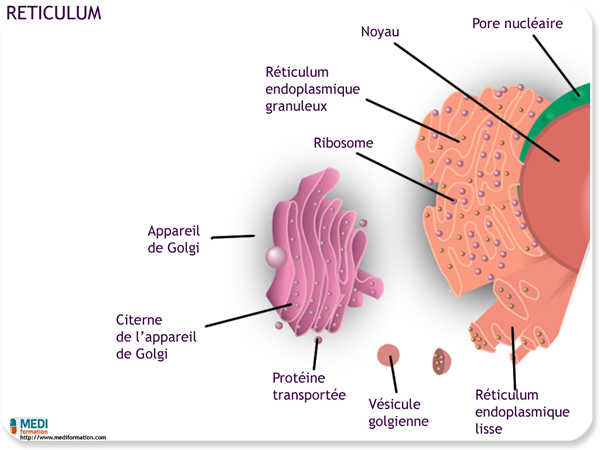biologie reticulum