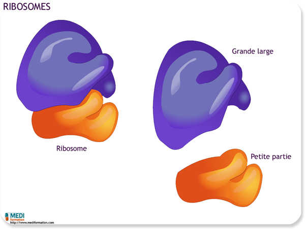 biologie ribosomes