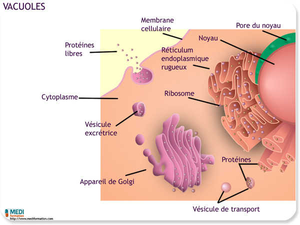 biologie vacuole
