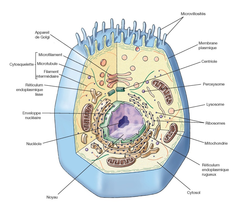 cell.animal