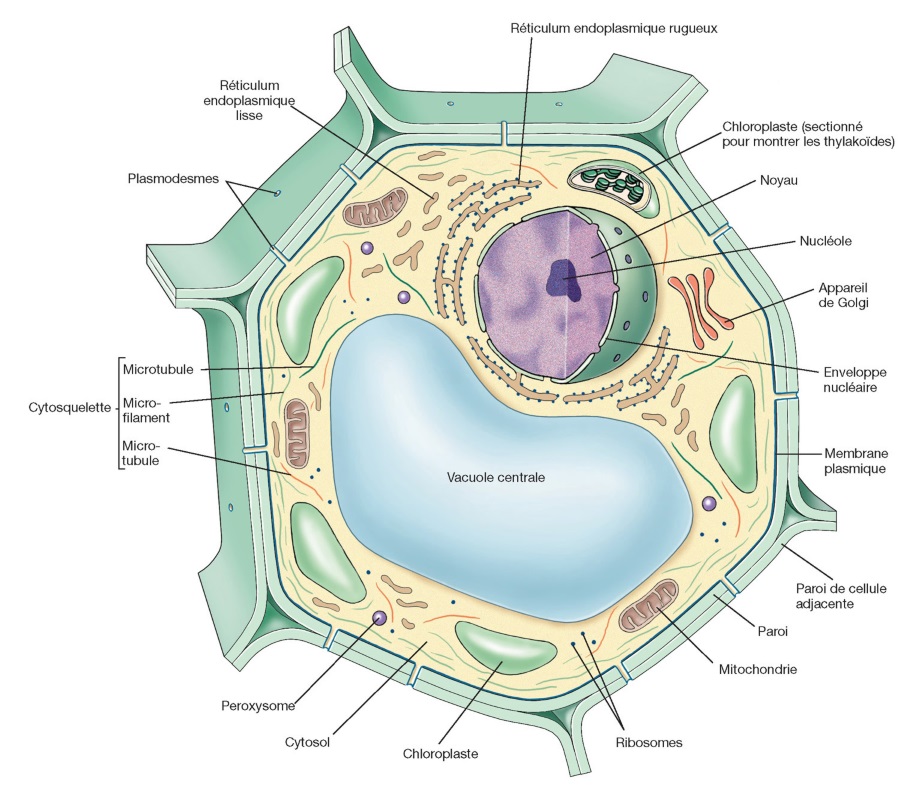 cell.vegetal