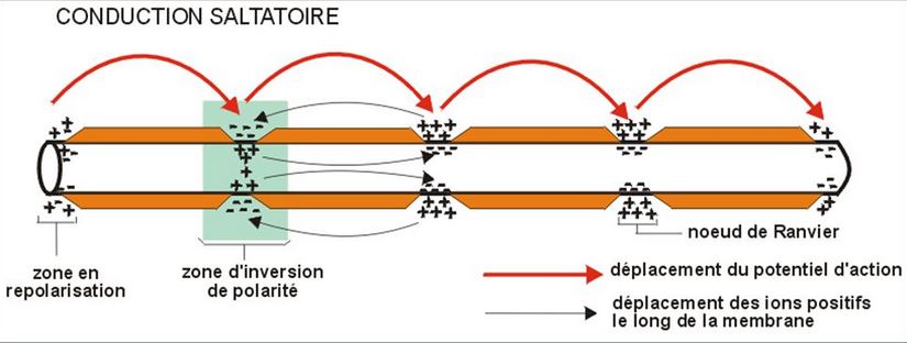 conduction salta