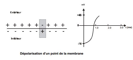 depolar membrane