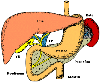 glycemie