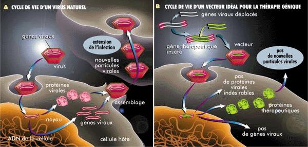 therapie genique2