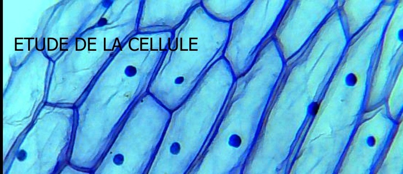 cell1