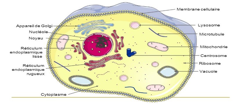 cell2