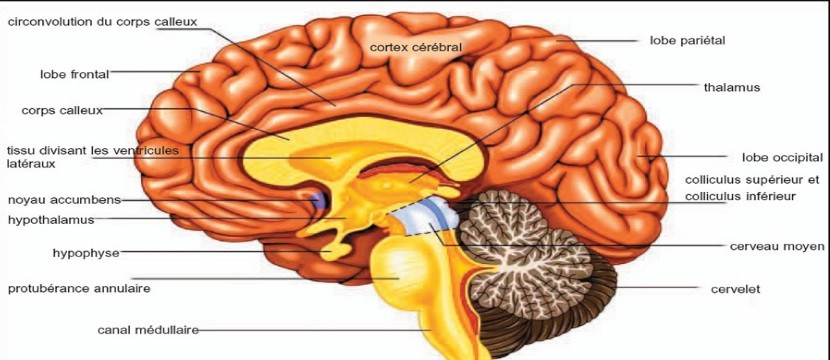 cerveau