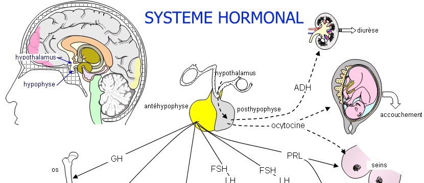 hormone1
