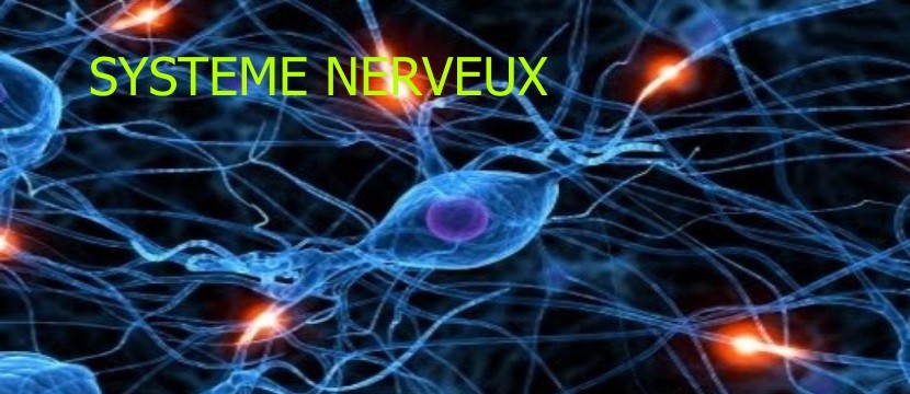 s-nerveux