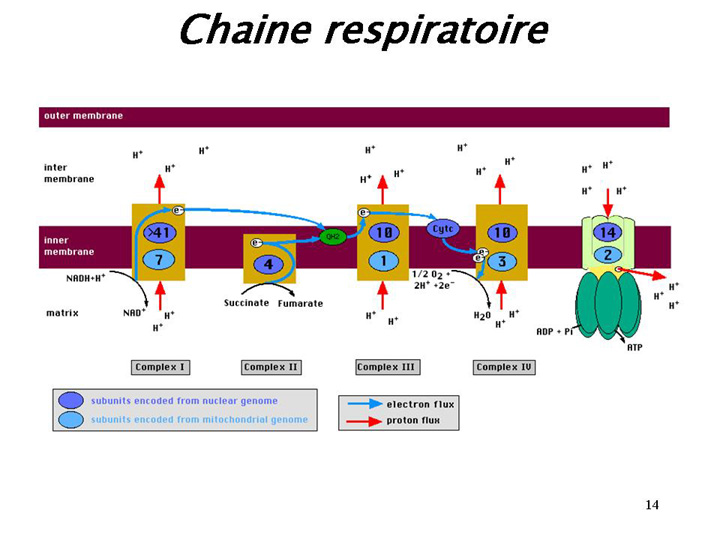 Chaine Respiratoire