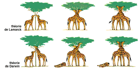Lamarck Evolution Theory