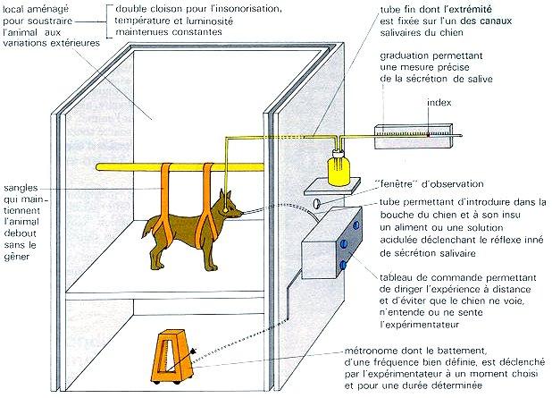 pavlov.jpg