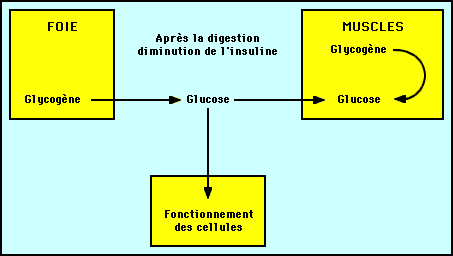 Fabrication du glucose par le foie