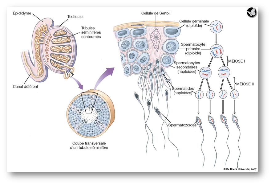 comment empecher la rencontre des cellules reproductrices