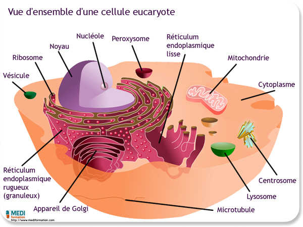 biologie cellule
